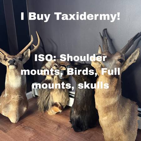 I Buy Taxidermy! 1