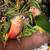 Yellow Sided Green Cheeked Conure Parrots 8 thumbnail
