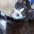 2 month old kittens 6 thumbnail