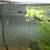 White King Cobra Guppies 7 thumbnail
