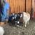 FREE Nigerian Dwarf Goats 3 thumbnail