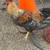 Roosters 1 thumbnail