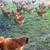 Laying hens 2 thumbnail