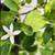 Lemon / Lime  (SEEDLESS / JUICY) Tree 7 thumbnail