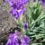 LARGE STRIKING HOW AUDACIOUS SIBERIAN IRIS 6 thumbnail