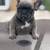 French bulldog puppy 1 thumbnail