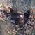 Chickens Laying Blue Green Olive Brown 8 thumbnail