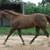 Recipient Mare 3 thumbnail