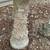 Solid concrete birdbath garden accent 2 thumbnail