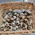 Quail eggs 3 thumbnail