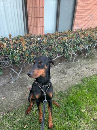 Dóberman de 2.5 años (Los Ángeles)63621151771649121