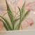 Framed Original Watercolor Painting of Tulips by Jessica Slater 3 thumbnail