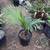Teddy Bear palms //// DYPSIS leptocheilos --- 5/7/15 gallon 7 thumbnail