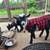 Nigerian Dwarf Goat pair 2 thumbnail