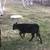 Angus Dexter Cross Bull 1 thumbnail