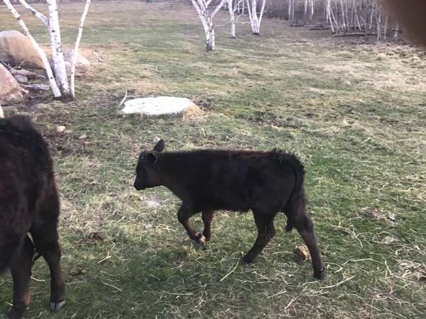 Angus Dexter Cross Bull 1