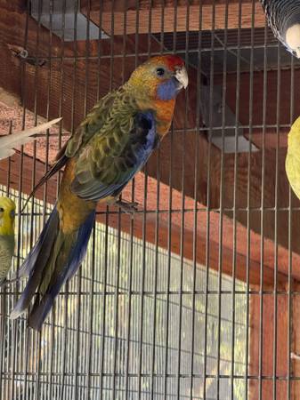 CRIMSON ROSELLA 1