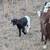 Baby goats 5 thumbnail