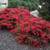 Flowering Shrubs, Ornamental Shrubs, Bushes Evergreen Shrubs 13 thumbnail