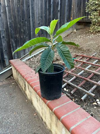 Organic and Healthy Loquat Tree - $39 (san jose south)63471366561923122