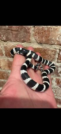 King Snake Collection (Yonkers)63690119448449124