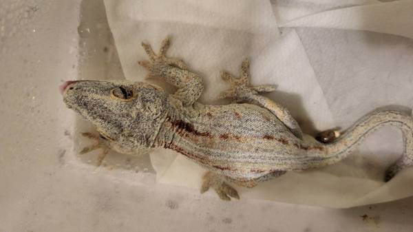 Gargoyle gecko young adults, You pick Males and females (Vista)63870037405953123