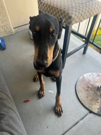 Dobermann 9 months (San Diego)63955993649538122