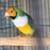 Lady gouldian 2 thumbnail
