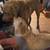 Chesapeake Bay Retriever puppy 5 thumbnail