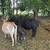 Zebu Bull - Cow Pair 3 thumbnail
