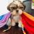 Shih tzu 2 thumbnail