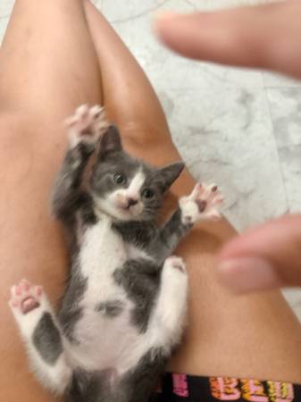 6wk kitten553720166053335042