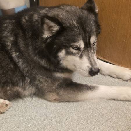 Husky rehoming (Everett)
