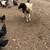 Dorper ewe 4 thumbnail