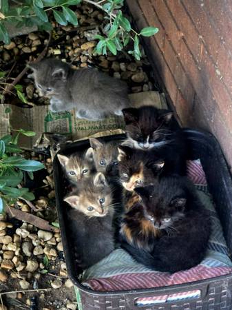 Sweet & Playful Kittens (Slocomb)63926011948419120