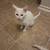 White kittens 1 thumbnail