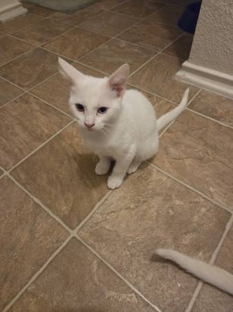 White kittens 1