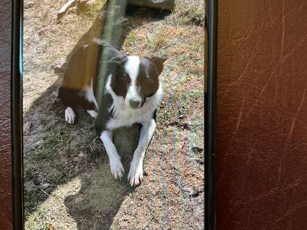 Found dog at Bull Lake (Riverton, Wy)63931298050178120