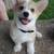 playfulcorgipuppy 3 thumbnail