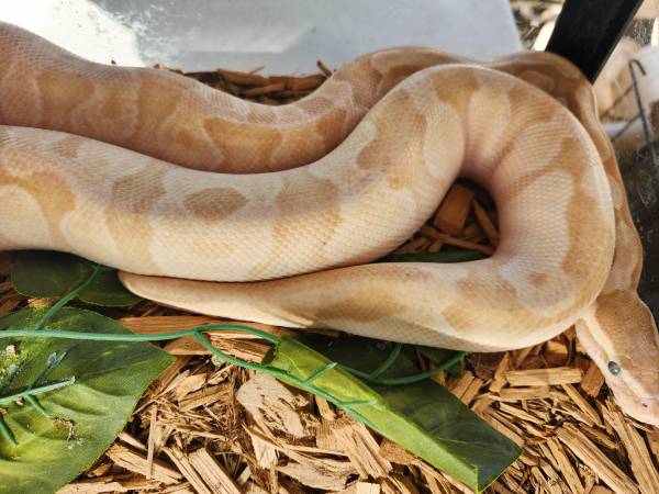 Python real de plátano (Árabe)64319351357827121