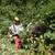 Reclaim and Fireproof Your Land ( blackberry and brush clearing ) 1 thumbnail