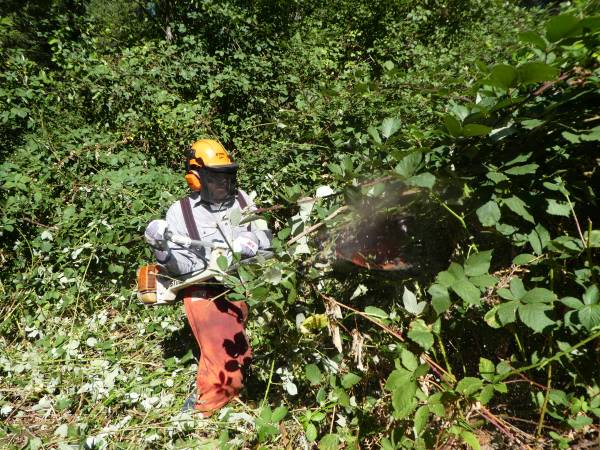 Reclaim and Fireproof Your Land ( blackberry and brush clearing ) 1