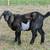 Polled moon spotted mini Nubian goat bucklings 13 thumbnail