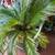 Beautiful Sago Palm 3 thumbnail