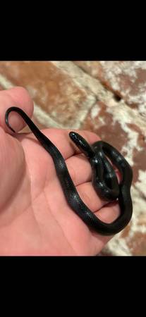 King Snake Collection (Yonkers)63690119448449122