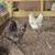 Hens 2 thumbnail