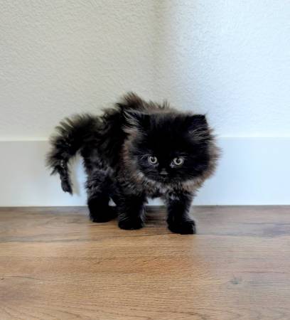 8 weeks persian kitten 1