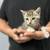 Sweet little kittens 2 thumbnail
