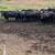Bred cattle 3 thumbnail