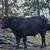 Angus bulls 1 thumbnail
